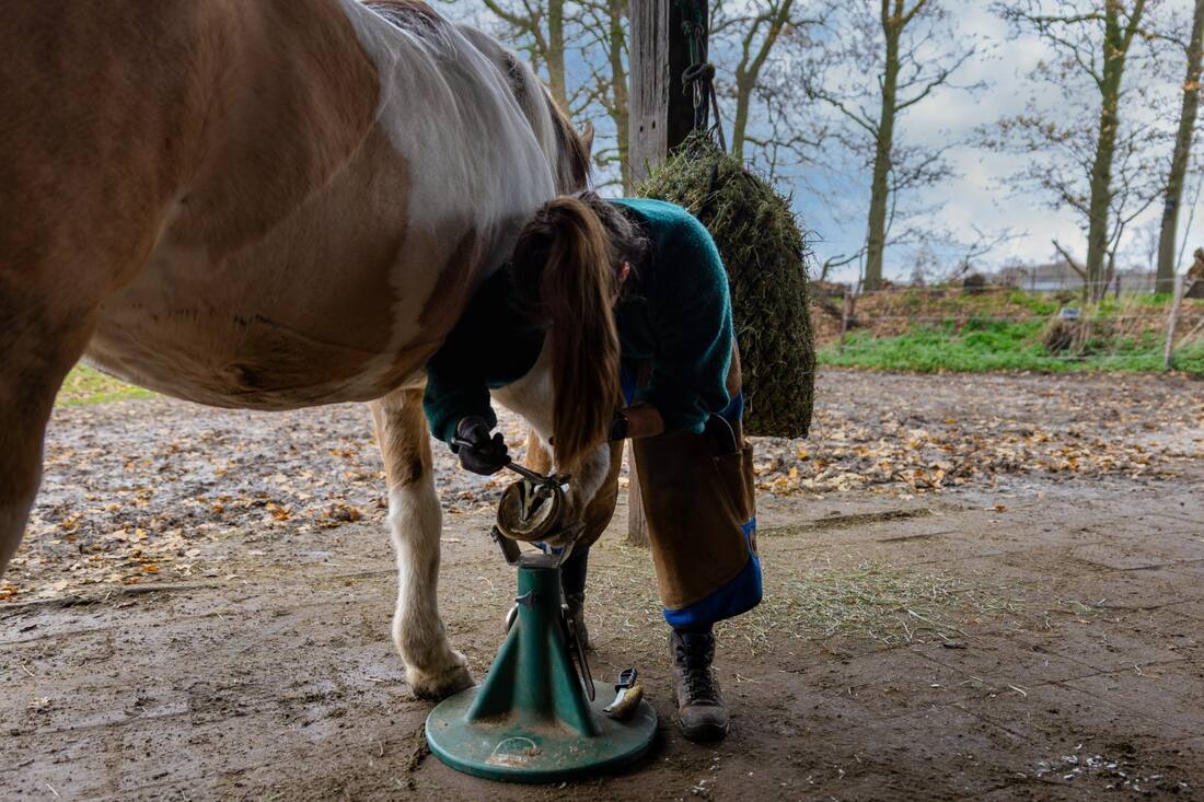 Barefoot bekapper Vera bezig met voorhoef paard op hoefstandaard