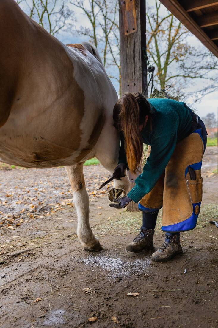 Paard met hooinet, holistische aanpak hoefverzorging