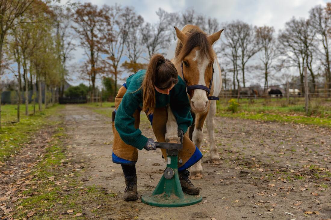 Barefoot specialist met bekapgereedschap naast paard