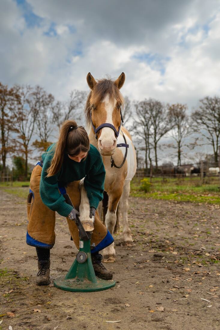 Paard kijkend in camera tijdens hoefverzorging buitenshuis